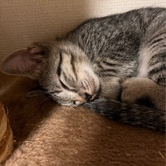 生後3ヶ月♀トラ柄里親募集