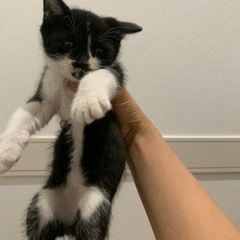 生後1.5ヶ月　オス