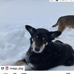黒い中型雑種犬、探しています。