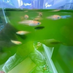 メダカ