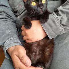 子猫の里親を募集しています。