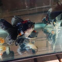 金魚 色々いますよ😊の画像