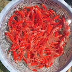 金魚 色々いますよ😊の画像