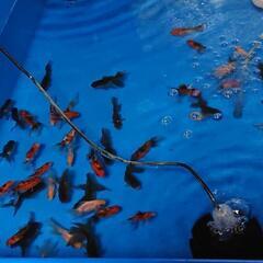 金魚 色々いますよ😊の画像