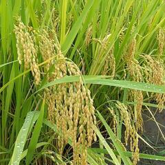 ２０袋限定　🌾令和6年産新米玄米🌾キヌヒカリ🌾(れんげと牛フン堆...