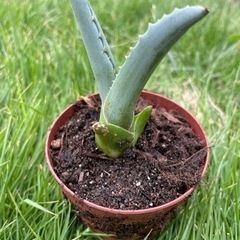 アオノリュウゼツラン