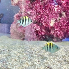 オヤビッチャ　海水魚　天然　アクアリウム　スズメダイ科