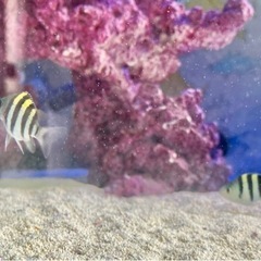 オヤビッチャ　海水魚　天然　アクアリウム　スズメダイ科の画像