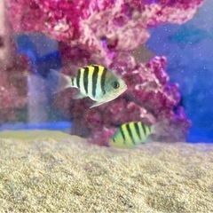 オヤビッチャ　海水魚　天然　アクアリウム　スズメダイ科の画像