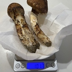 北海道産(穂別産)松茸　9月23日朝採り