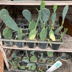 🌵うちわ サボテン🌵
