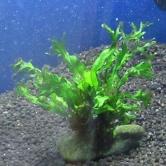 水草、ミクロソリュウム　小さい株　2株100円（3）