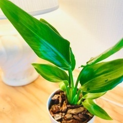 値下中！南国風なオシャレ植物♪ストレリチア♪お世話も簡単です！オーガスタ30cmの画像