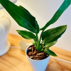 値下中！南国風なオシャレ植物♪ストレリチア♪お世話も簡単です！オーガスタ30cmの画像