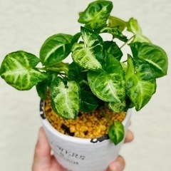 値下げ！可愛い葉っぱがたくさん♪陶器鉢付き！シンゴニウム！お世話...