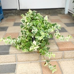 観葉植物　へデラ　直径18cm鉢
