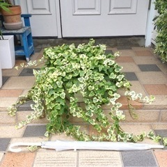 観葉植物　へデラ　直径30cm鉢