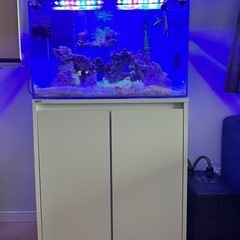 海水魚　水槽　アクアリウムの画像