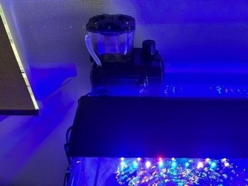 海水魚　水槽　アクアリウム
