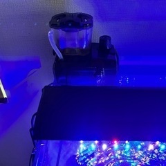 海水魚　水槽　アクアリウムの画像