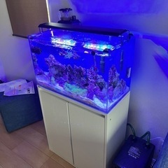 海水魚　水槽　アクアリウム
