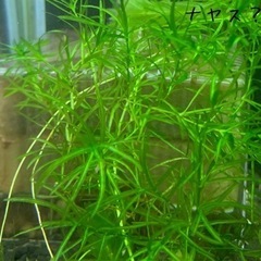 水草、多種の画像