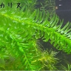 水草、多種の画像
