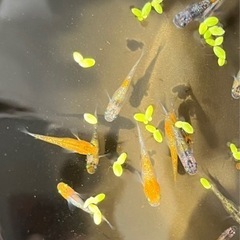 三色夜桜めだか　メダカ　1匹あたり　水草付きの画像