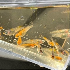 三色夜桜めだか　メダカ　1匹あたり　水草付きの画像