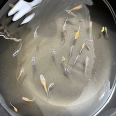 極上！三色夜桜メダカの稚魚　ホテイソウ付き　3匹の画像