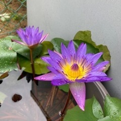 熱帯睡蓮 ティナ  開花サイズ 