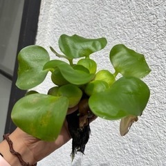 極上！三色夜桜メダカの稚魚　ホテイソウ付き　3匹の画像