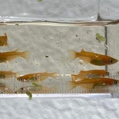 楊貴妃メダカ　めだか1匹　ヨウキヒ　の画像