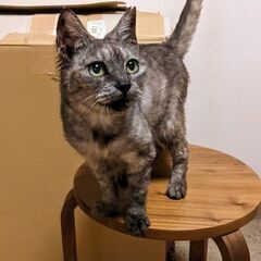 そっと寄り添ってくれる、しとやかシニアのキリちゃん
