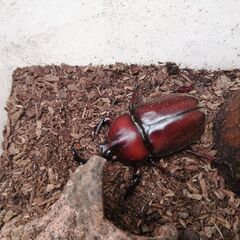 国産カブトムシ　レッドボディピンクアイの幼虫6匹の画像