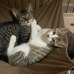 募集一時停止