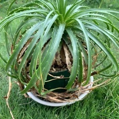 エンコリリウム　ホリダム