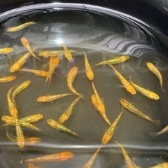 レクリス成魚　10匹　