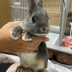 ミニうさぎ