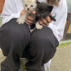 子猫4匹(生後2~3週間)里親募集