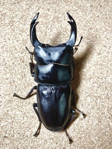 【発送可】マツノ久留米 オオクワガタ