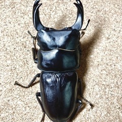 【発送可】マツノ久留米 オオクワガタ