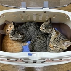 生後2ヶ月くらいの保護猫