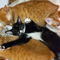 【保護猫シェルター新規オープン】DIYボランティア募集