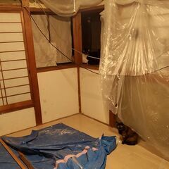 【保護猫シェルター新規オープン】DIYボランティア募集 - 佐倉市