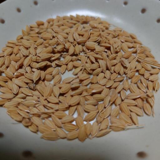 ひとめぼれ　もみ30キロ