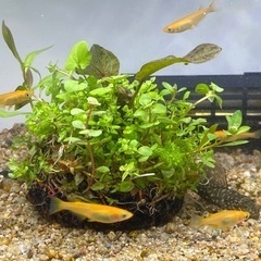 熱帯魚用のリングろ材下さい。