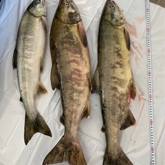 秋鮭釣りしたい人募集