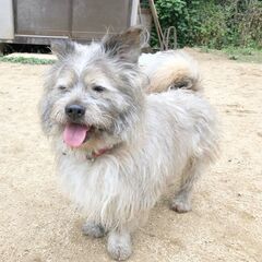 陽気で懐っこい☆坂口くん　オス　5歳　雑種 - 大阪市