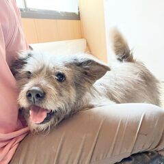 陽気で懐っこい☆坂口くん　オス　5歳　雑種 - 犬